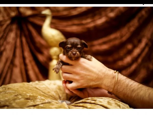 meravigliosi chihuahua disponibili