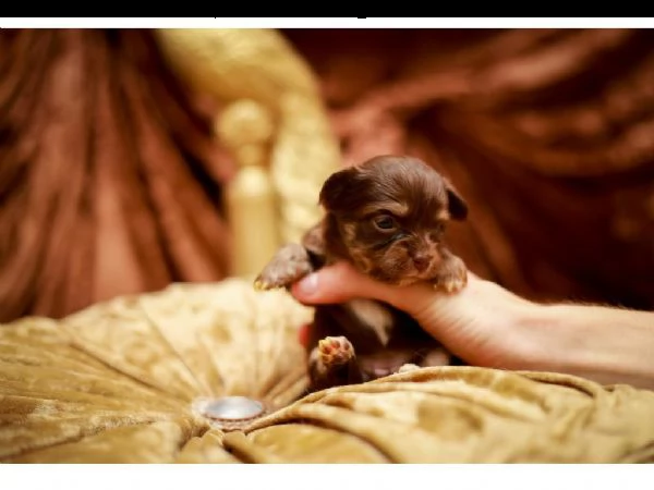 meravigliosi chihuahua disponibili | Foto 1