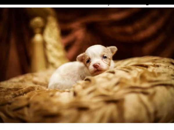 meravigliosi chihuahua disponibili | Foto 0