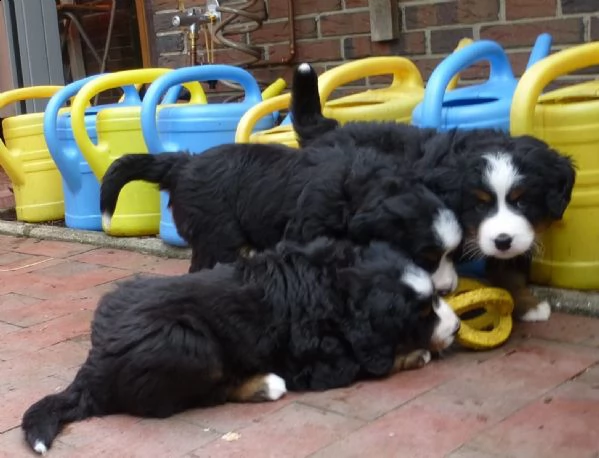 vendesi bellissimi cuccioli di bovaro del bernese addestrati a casa | Foto 6