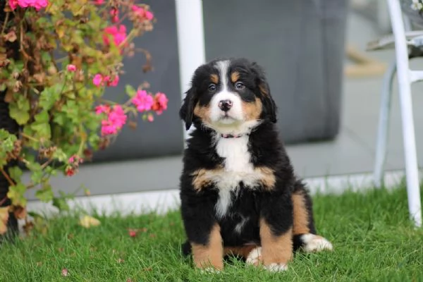 vendesi bellissimi cuccioli di bovaro del bernese addestrati a casa | Foto 5