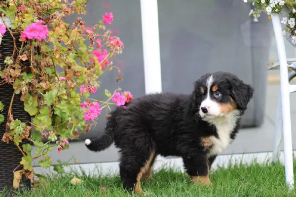 vendesi bellissimi cuccioli di bovaro del bernese addestrati a casa | Foto 2