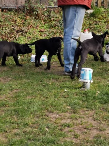 vendo cuccioli di cane corso addestrati a casa | Foto 4
