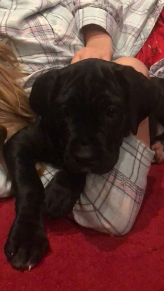 vendo cuccioli di cane corso addestrati a casa | Foto 1
