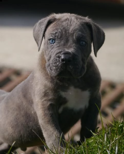 vendo cuccioli di cane corso addestrati a casa | Foto 0