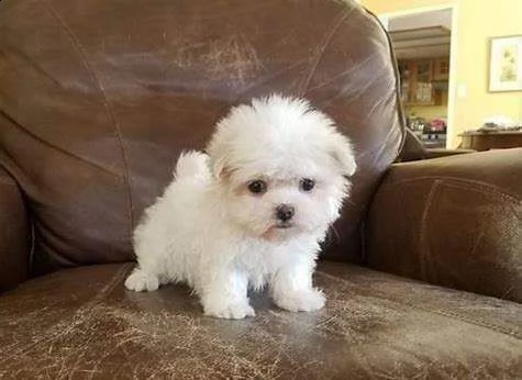 regalo ???disponibili maltese 