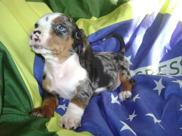  cucciolo di bassotto nano