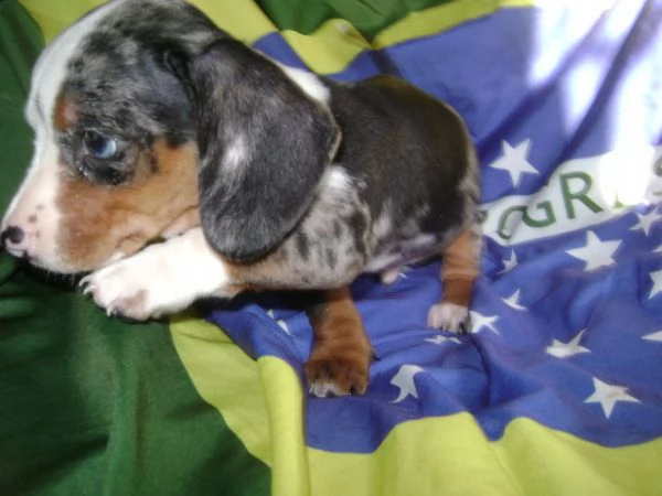  cucciolo di bassotto nano | Foto 0