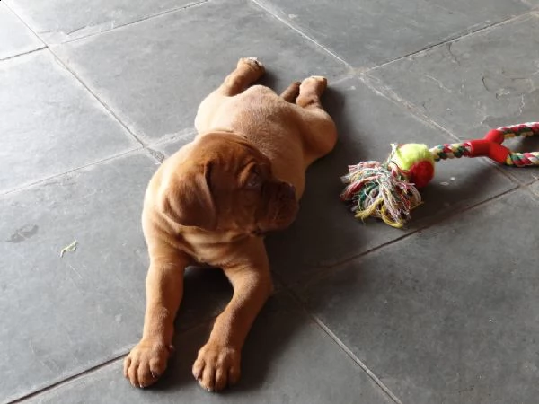 cuccioli dogue de bordeaux | Foto 0
