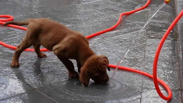 cuccioli dogue de bordeaux