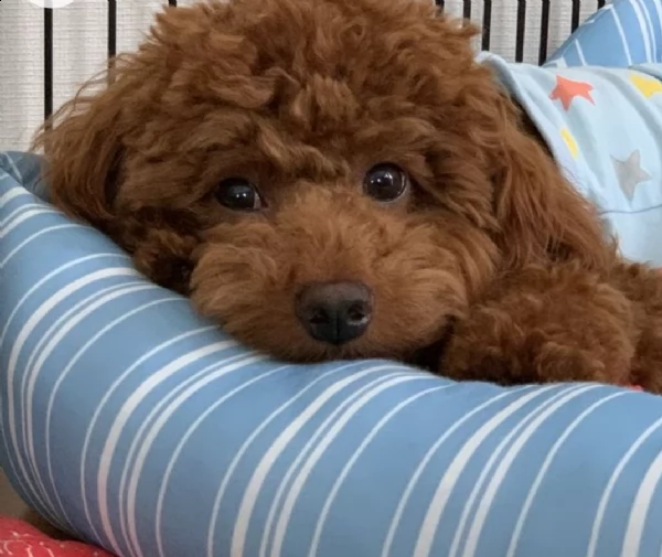 barboncino barboncino toy urgent regalo 