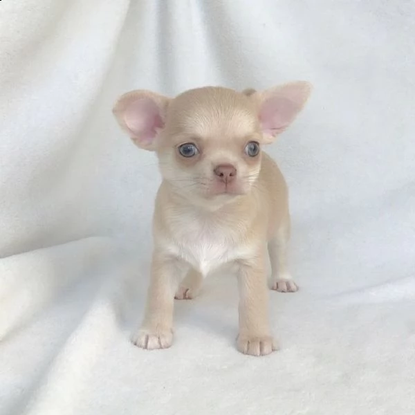 vendo cucciolo di chihuahua
