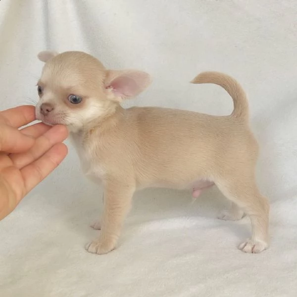 vendo cucciolo di chihuahua | Foto 0