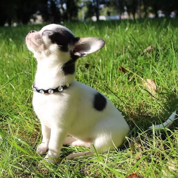 cucciolo di chihuahua in adozione. | Foto 1