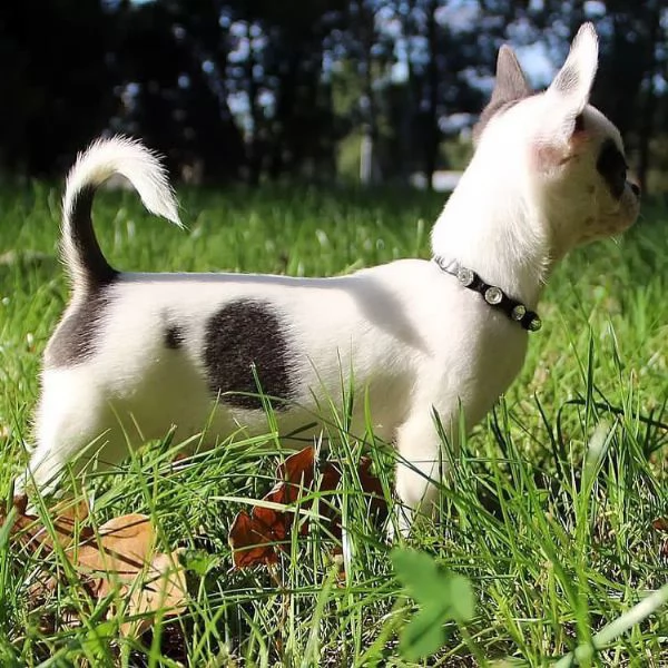 cucciolo di chihuahua in adozione. | Foto 0