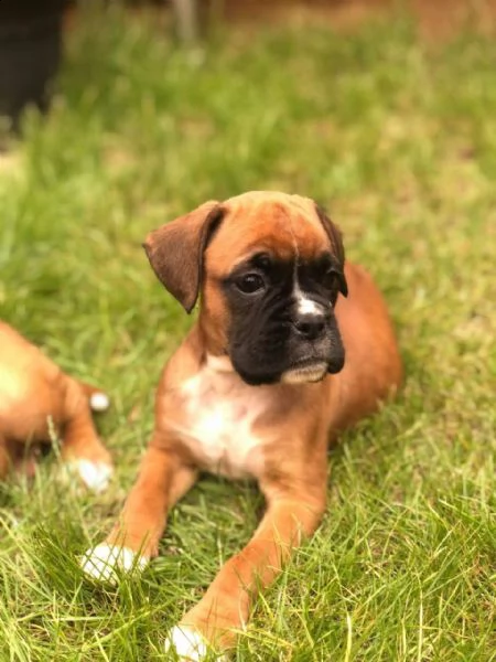 simpaticissimi e bellissimi cuccioli di boxer in adozione