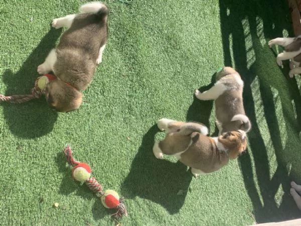 regalo akita inu