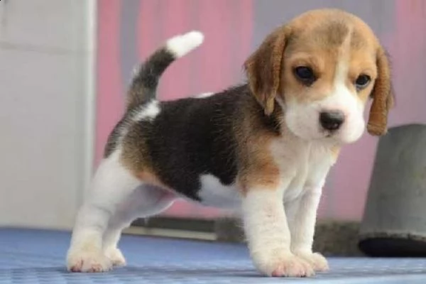 beagle .,.    -.-.,.    ,.,.