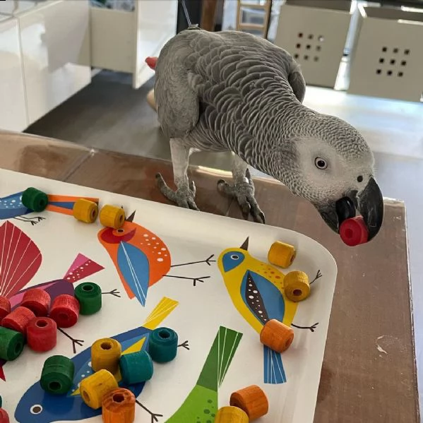 il nostro pappagallo grigio africano è in adozione | Foto 0