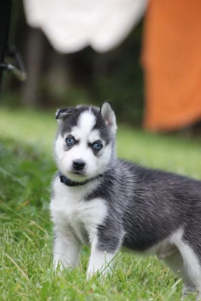 cuccioli di siberian husky | Foto 6