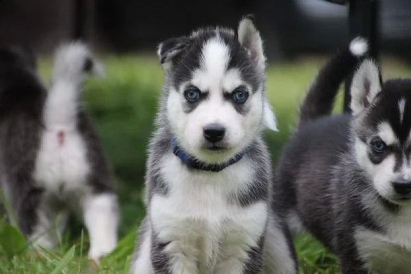 cuccioli di siberian husky | Foto 5