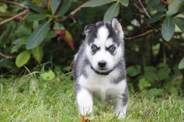 cuccioli di siberian husky | Foto 4