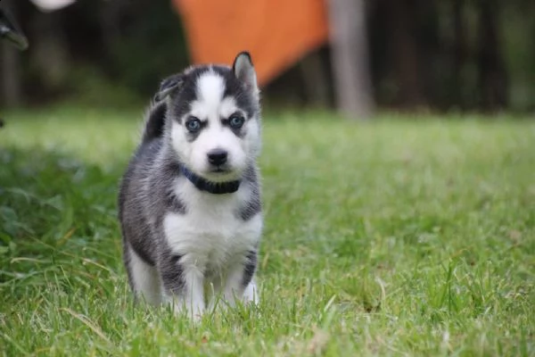 cuccioli di siberian husky | Foto 0
