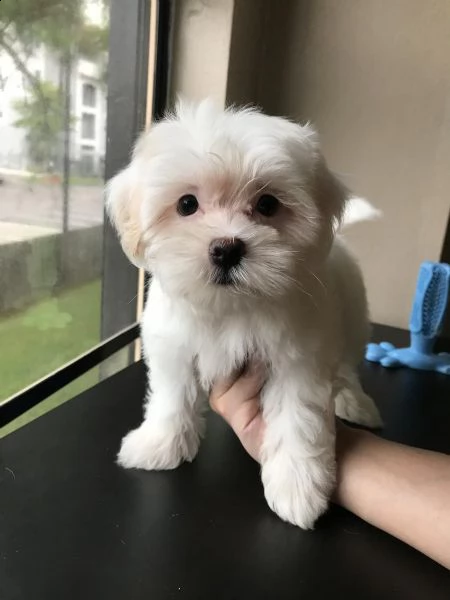 cuccioli di maltese mini toy | Foto 6