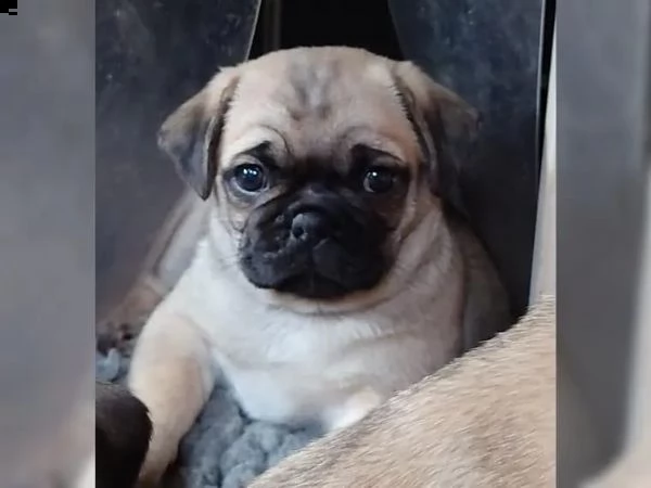 disponibili cuccioli carlino | Foto 4