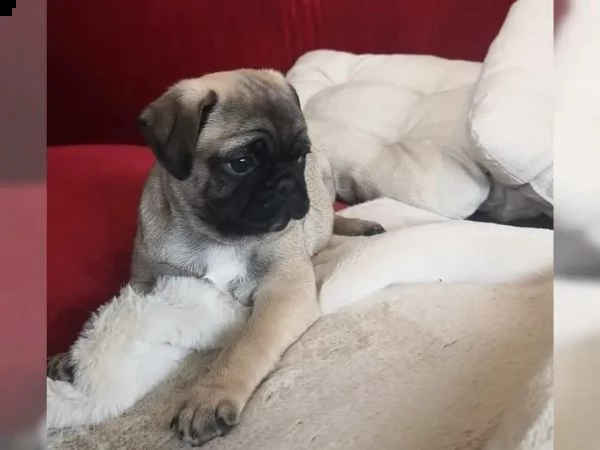 disponibili cuccioli carlino | Foto 2