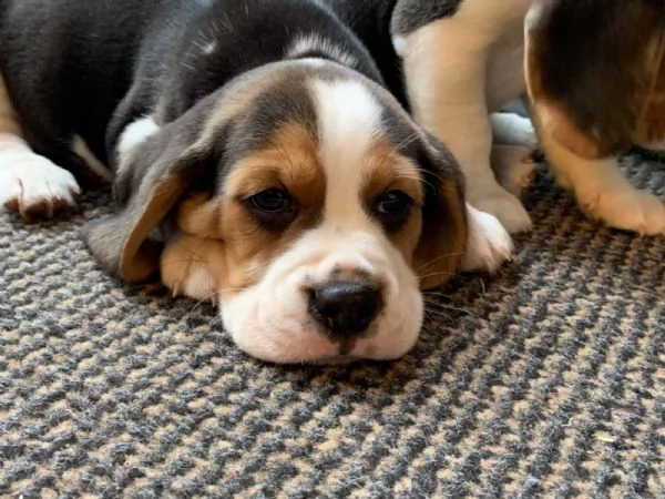 tre cuccioli di beagle cioccolato | Foto 6