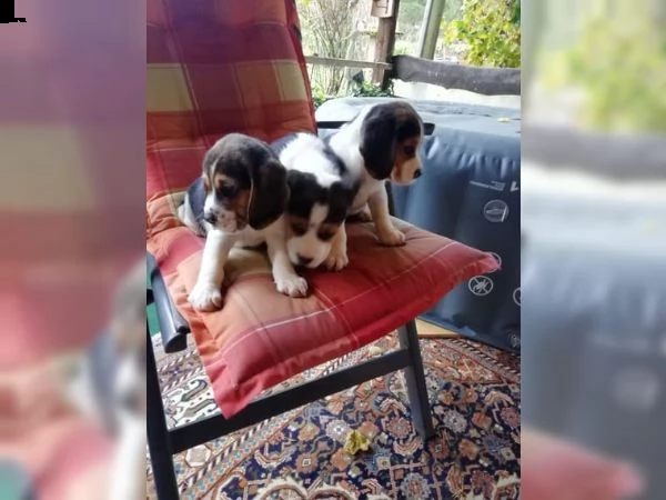 tre cuccioli di beagle cioccolato | Foto 5