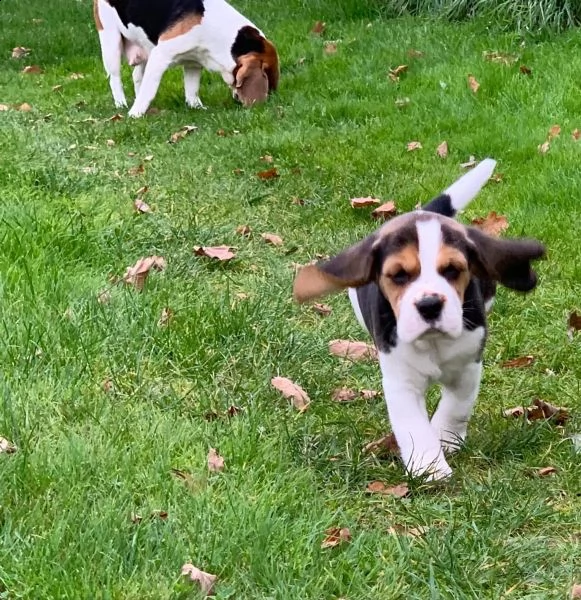 tre cuccioli di beagle cioccolato | Foto 4
