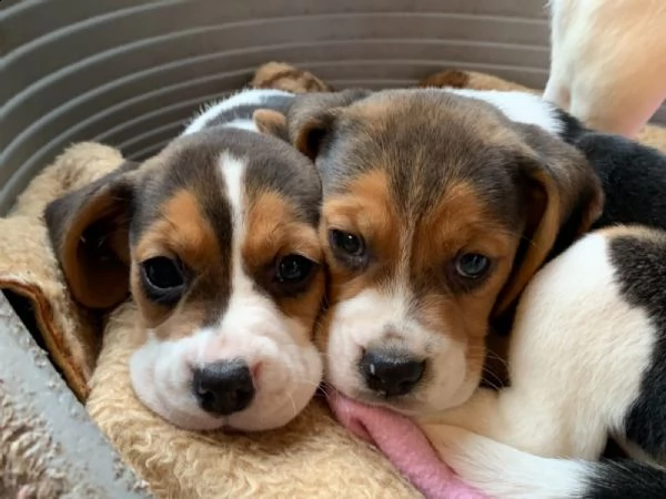tre cuccioli di beagle cioccolato