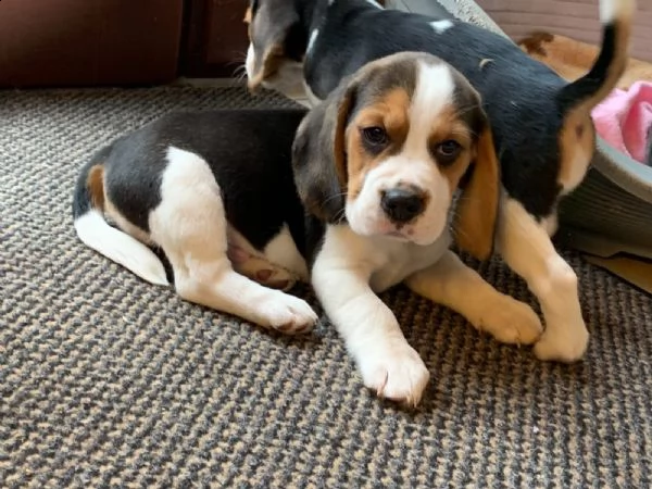 tre cuccioli di beagle cioccolato | Foto 3