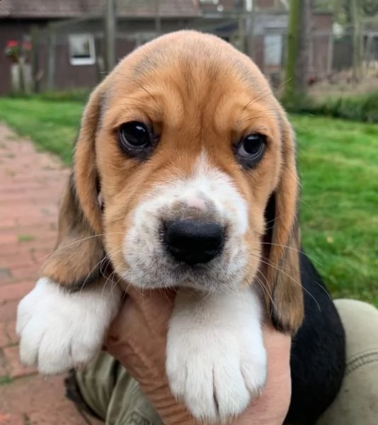 tre cuccioli di beagle cioccolato | Foto 2