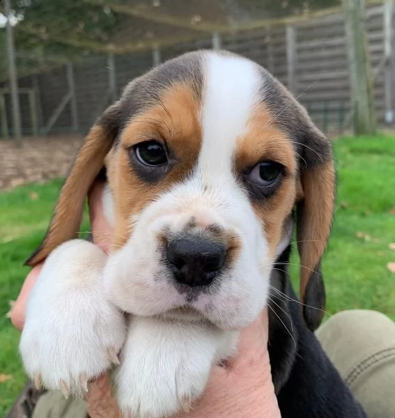 tre cuccioli di beagle cioccolato | Foto 1