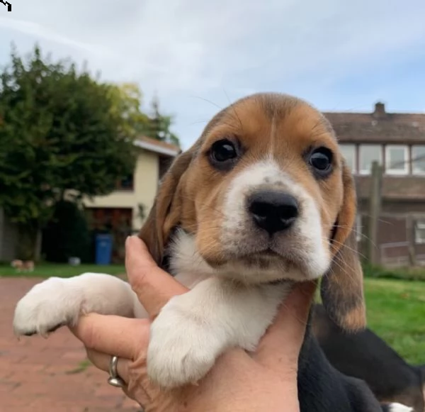 tre cuccioli di beagle cioccolato | Foto 0