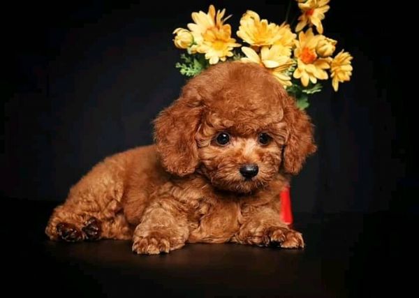 cuccioli barboncino toy | Foto 0