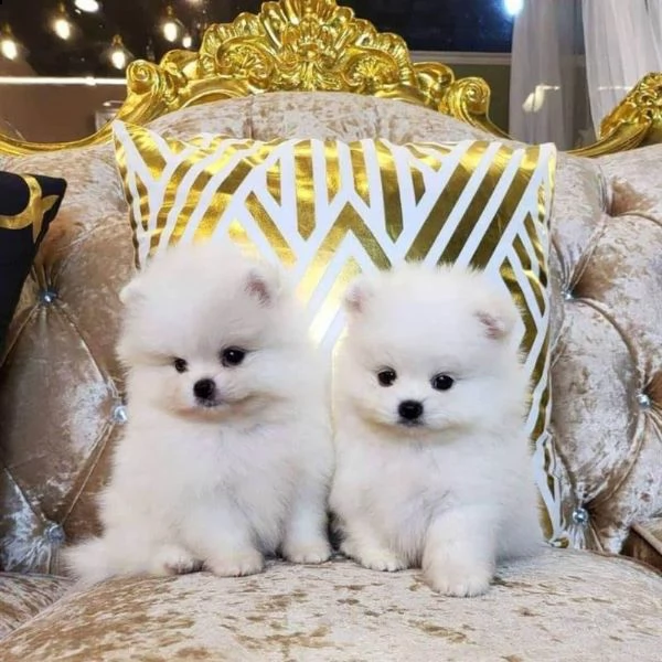 intelligenti cuccioli di pomerania