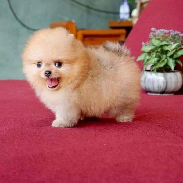 cucciolo cuccioli pomerania..