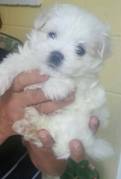 bianchissimi cucciolini maltese | Foto 0