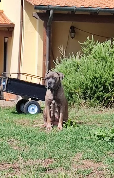 cuccioli di cane corso 