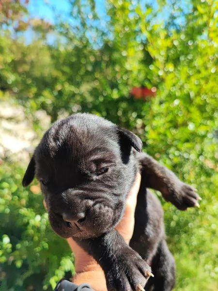 cuccioli di cane corso  | Foto 2