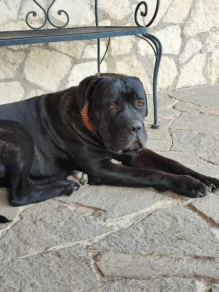 cuccioli di cane corso  | Foto 1