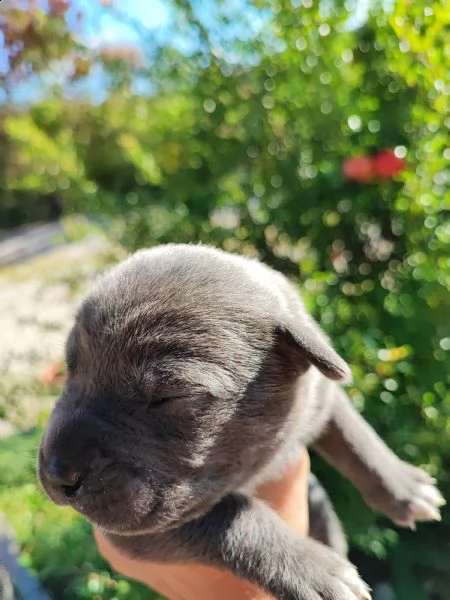 cuccioli di cane corso  | Foto 0