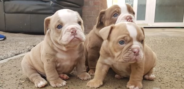regalo bulldog inglese cuccioli disponibili....