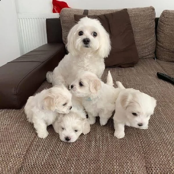 cuccioli di maltese con pedigree enci | Foto 0
