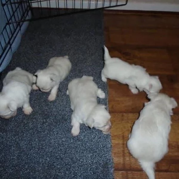 cuccioli di maltese con pedigree enci