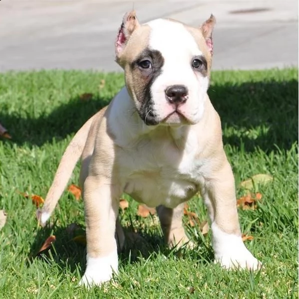 regalo cuccioli pitbull...,